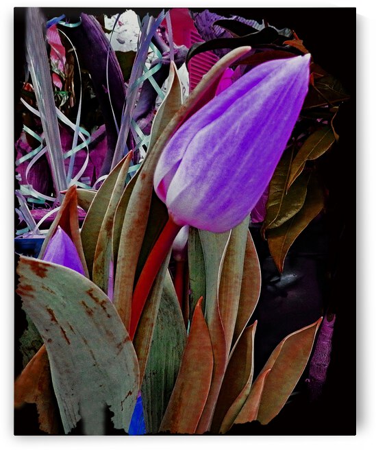 Fine Art Tulip by Andrew Lawrence
