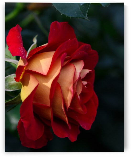 Single Elegant Red and Warm Orange Rose by Abigail Diane Photography