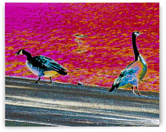 Abstract Geese by Andrew Lawrence