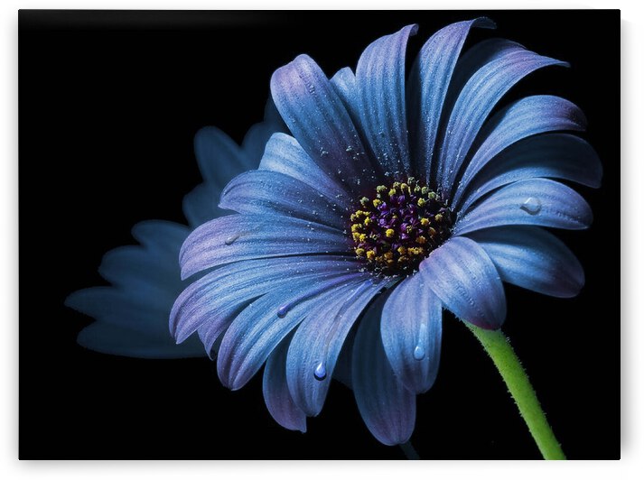 BLUE FLOWER by Vibrant Canvases