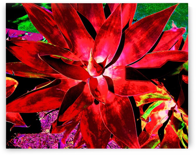 Mars Agave by Andrew Lawrence