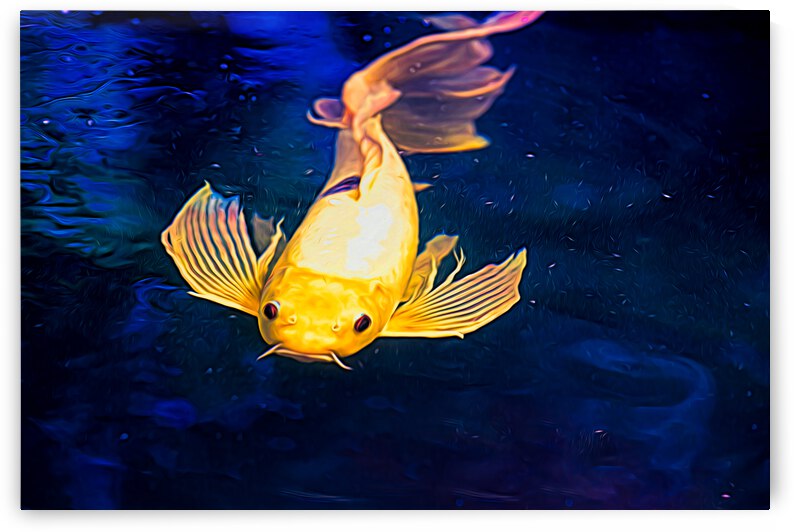 Yellow Koi by Kyle Arrowood