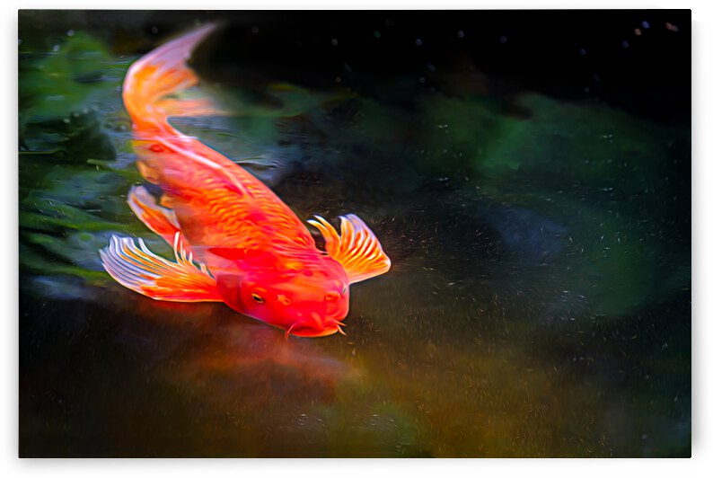 Orange Koi by Kyle Arrowood