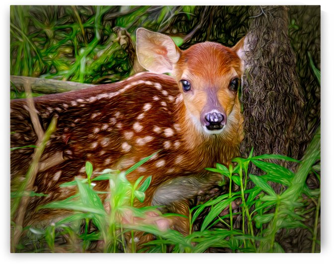 Fawn at Rest by Kyle Arrowood