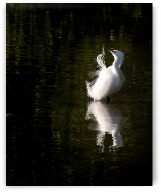 Snowy Reflection by Alexa West