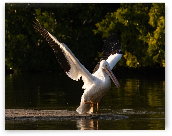 Golden Takeoff by Alexa West