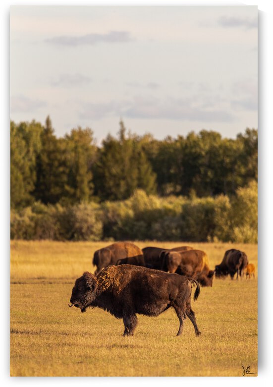 Bison by Jackson Brown