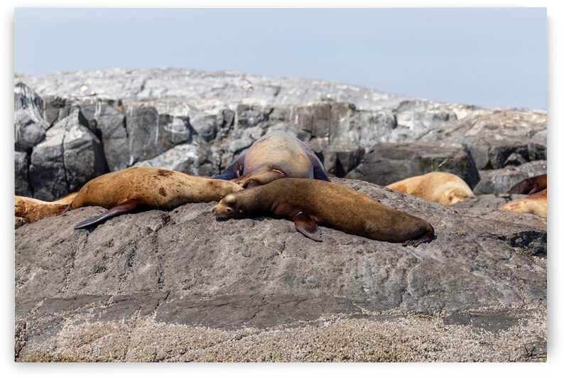 Sea Lions Relaxing  by Jackson Brown