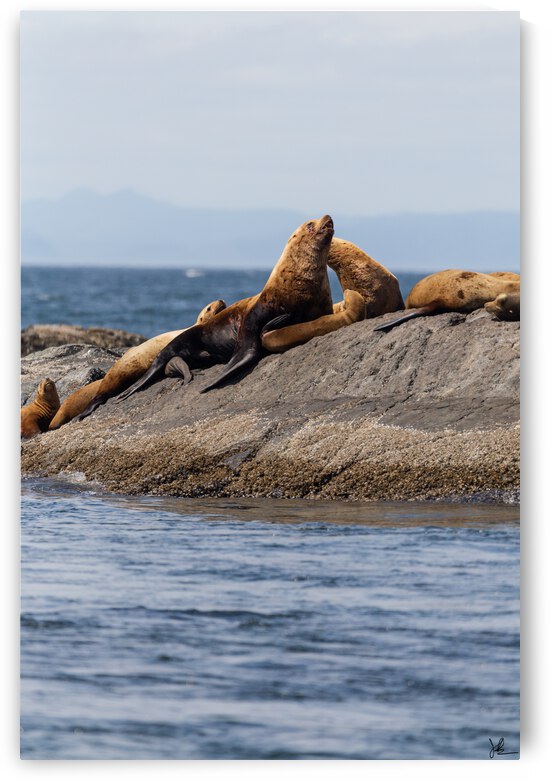 Curious Sea Lions  by Jackson Brown
