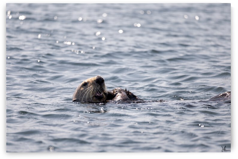 Ollie The Sea Otter by Jackson Brown