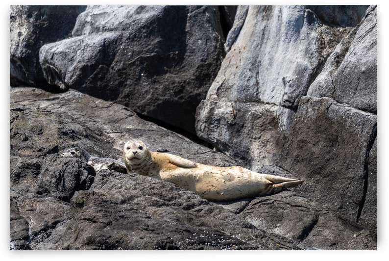 Harbour Seal Posing by Jackson Brown