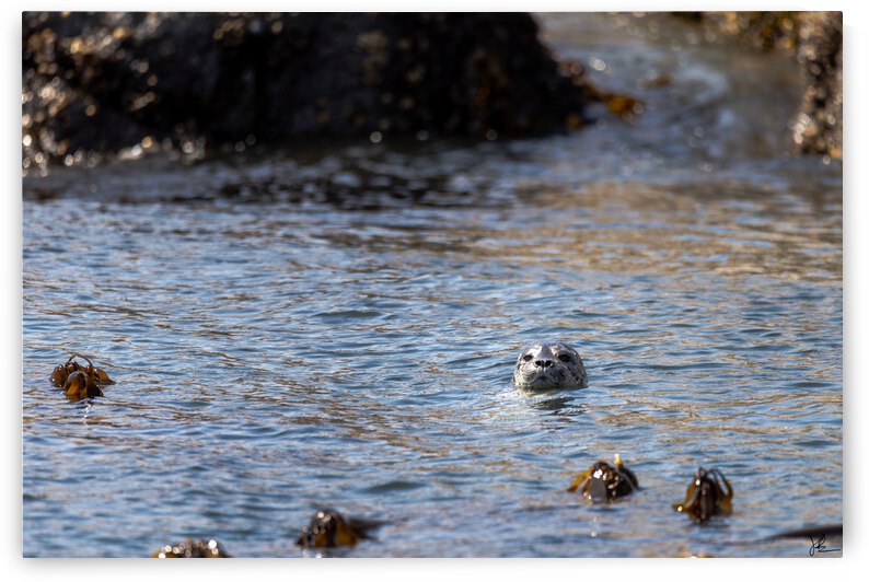 Curious Harbour Seal by Jackson Brown
