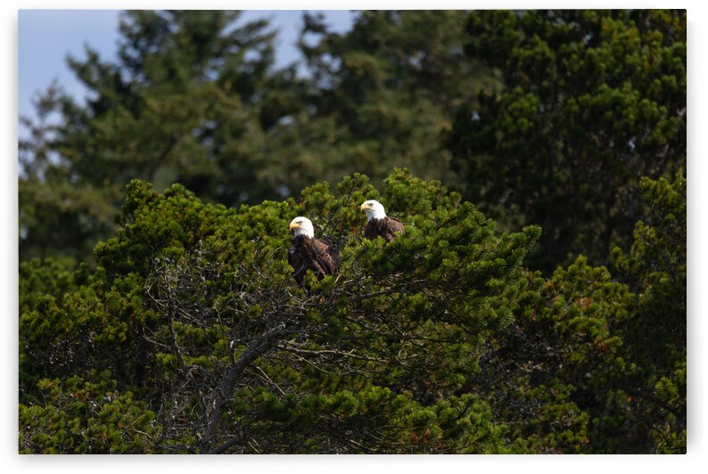 Bald Eagle Couple by Jackson Brown