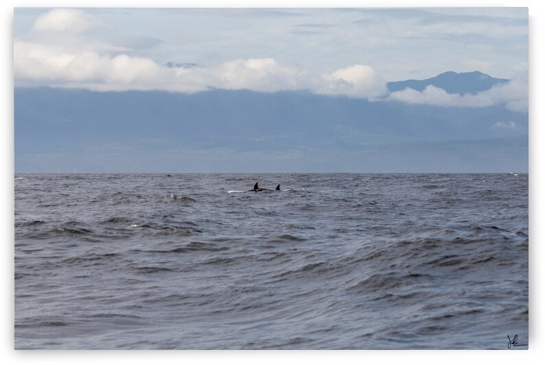 Killer Whale Fins by Jackson Brown