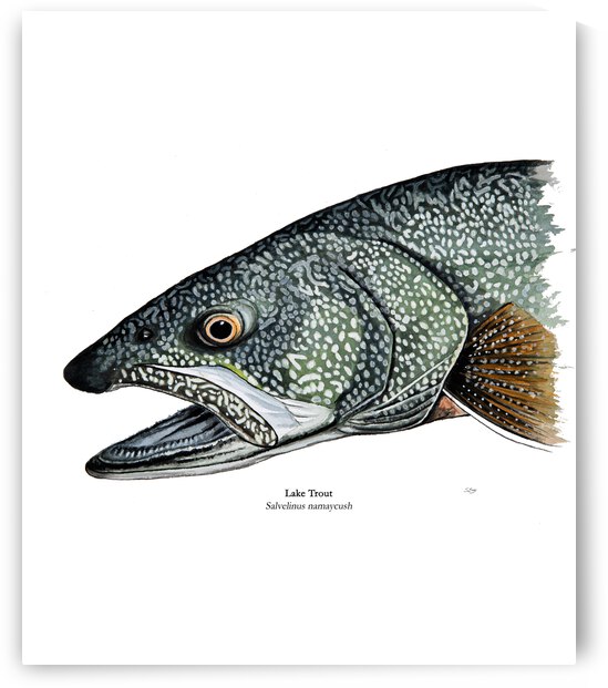 Lake Trout Painting by Stephen Emms