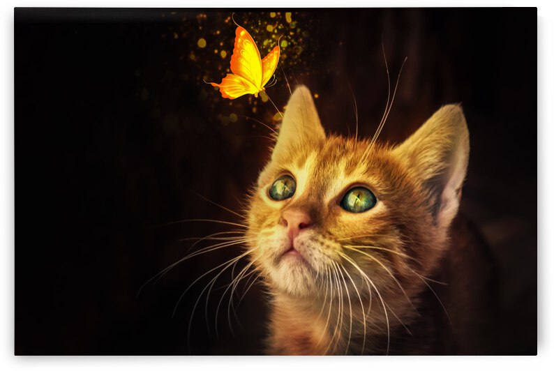 cat and butterfly by Vibrant Canvases