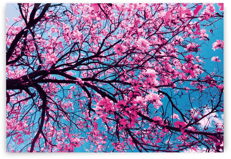 Cherry Blossom by Vibrant Canvases