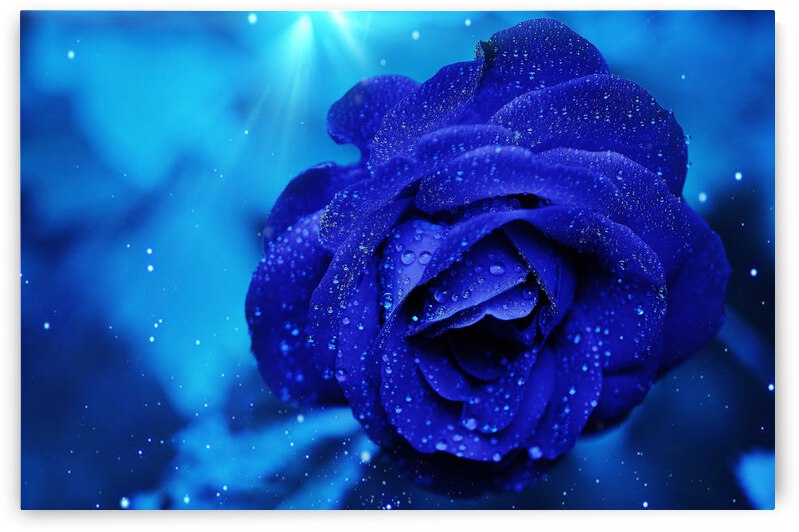 blue rose by Vibrant Canvases