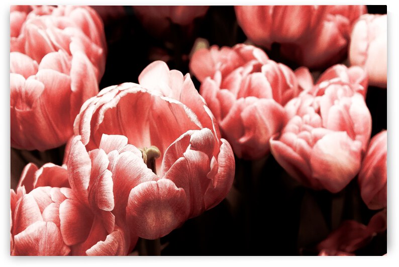 ROSE GOLD by Vibrant Canvases