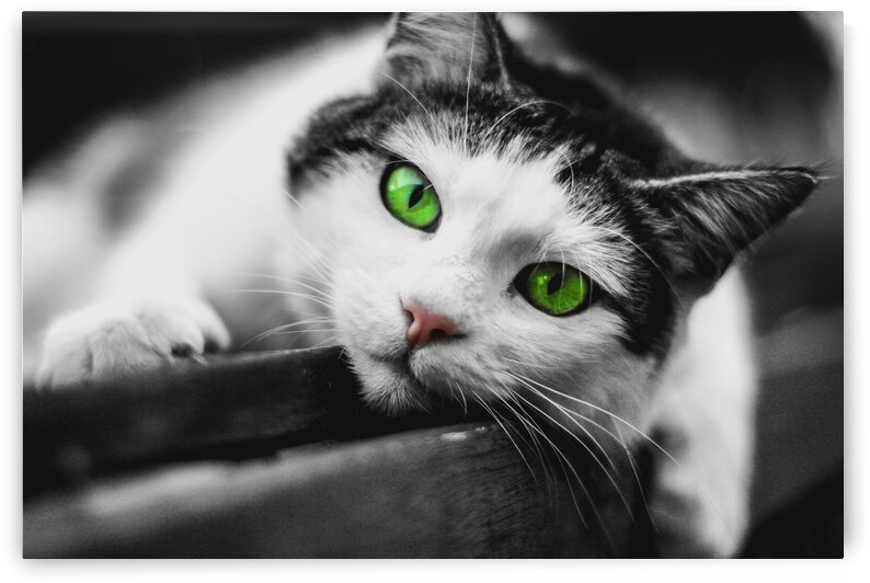 green eyed cat by Vibrant Canvases