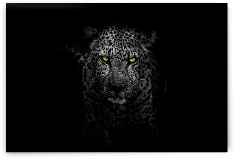 white leopard by Vibrant Canvases