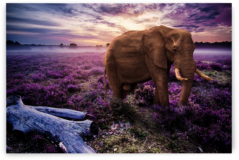 elephant by Vibrant Canvases