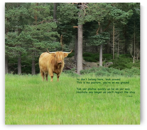 Scottish Bull - landscape by Images That Speak
