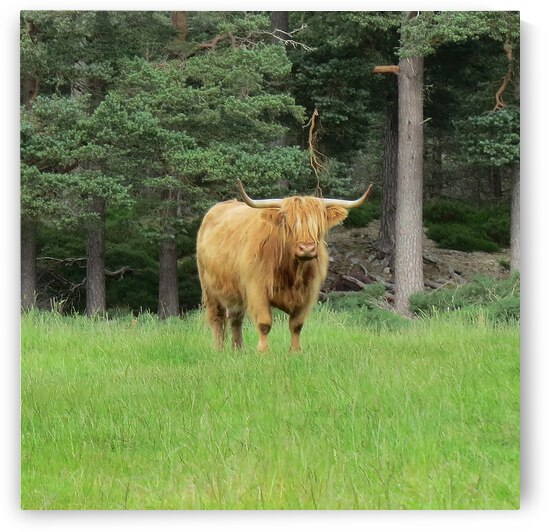 Scottish Bull - square by Images That Speak