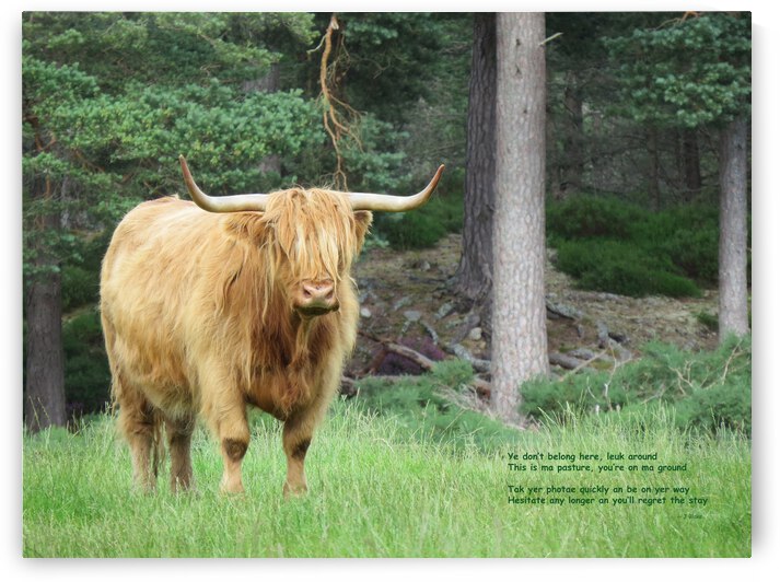 Scottish Bull - large landscape by Images That Speak