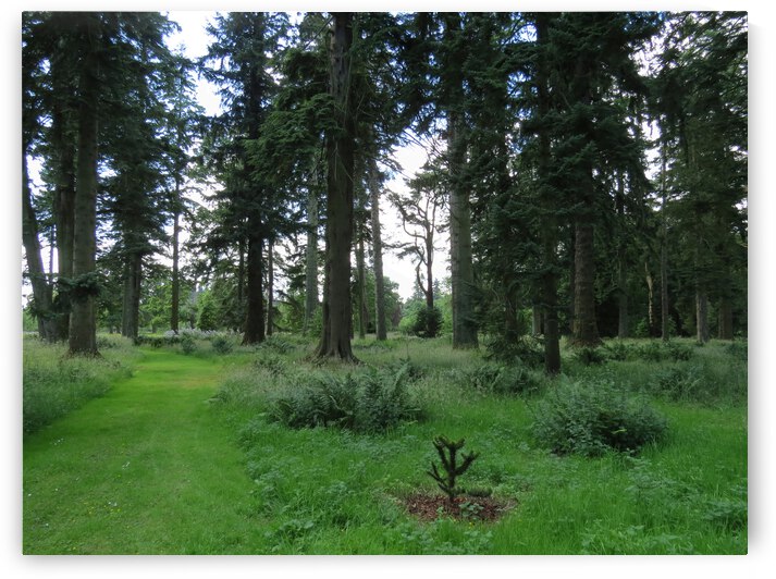 Glamis Castle Grounds by Images That Speak