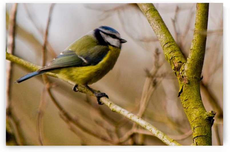 Blue Tit by Tede