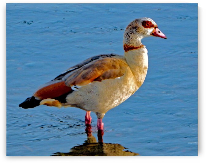 Egyptian Goose by Andrew Lawrence