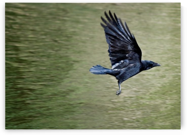 Crow above the lake by Tede