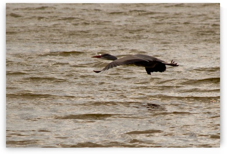 Heron flight by Tede