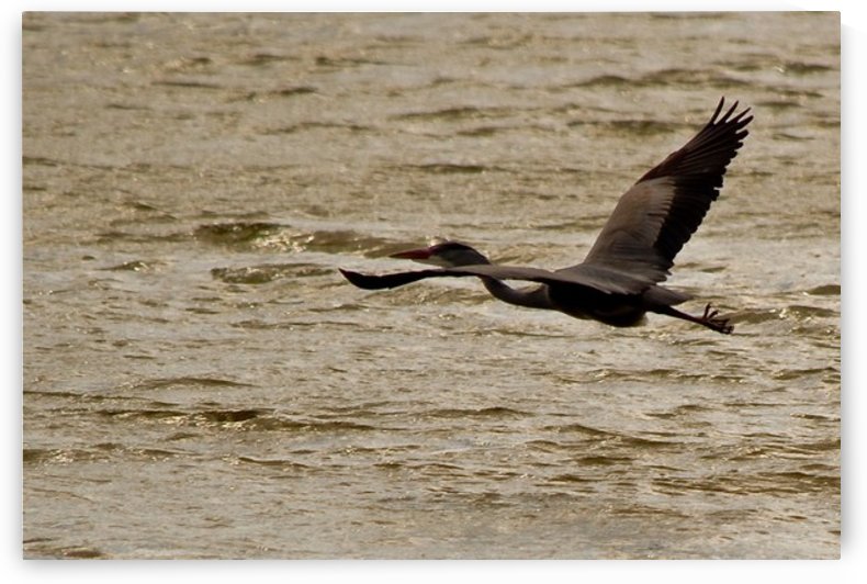 Heron flying by Tede