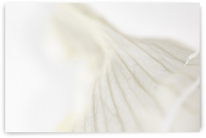 Garlic Trompete by Iris H Richardson