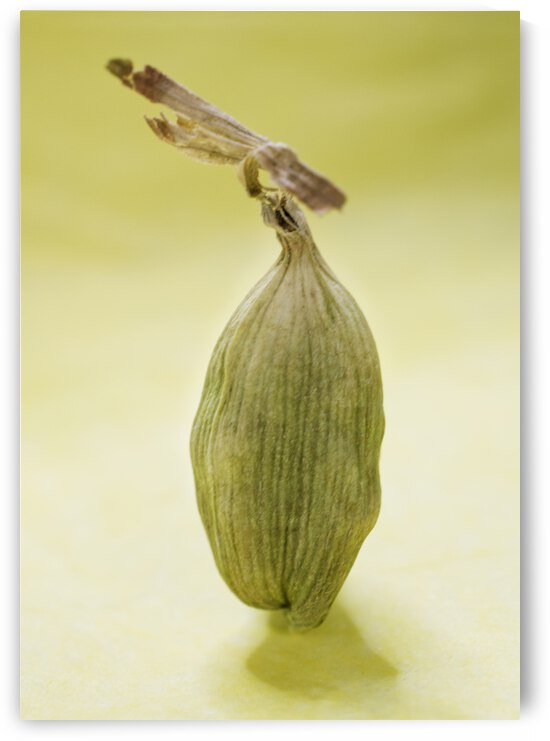 Green Cardamom Seed On Yellow by Iris H Richardson