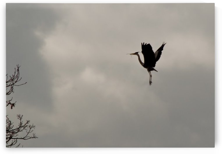 Heron landing by Tede