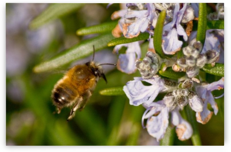 Bee flying to the Rosemary flower  by Tede