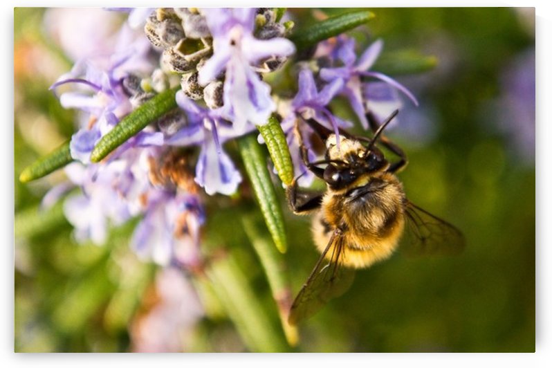 Bee on the Rosemary flower  by Tede