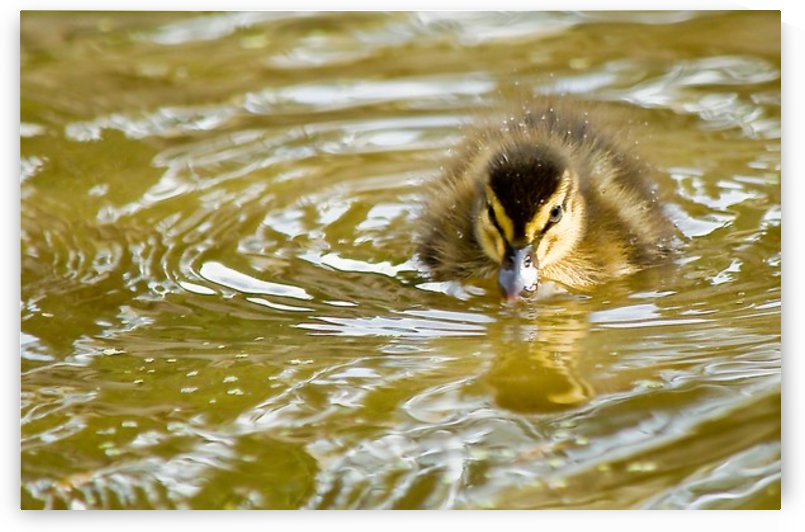 Mallard chick with attitude by Tede