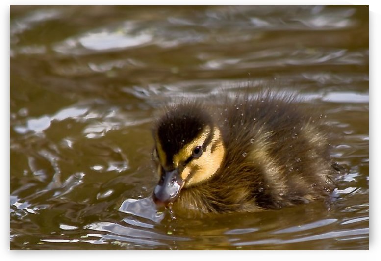 Mallard chick by Tede