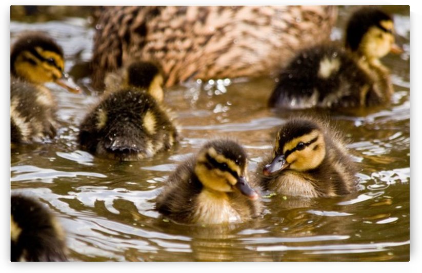 Mallard chicks by Tede