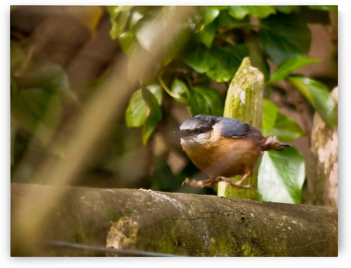 Nuthatch jumping by Tede