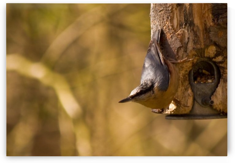 Nuthatch on the feeder 2 by Tede