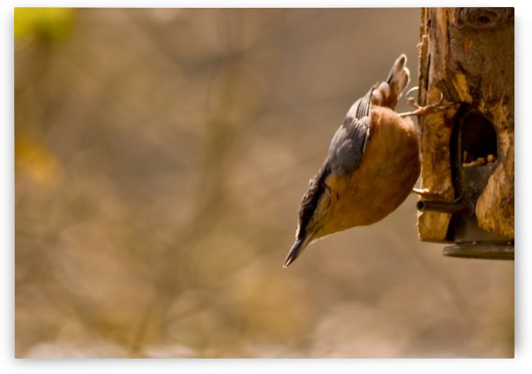 Nuthatch on the feeder by Tede