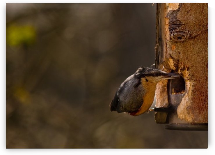 Nuthatch feeding by Tede