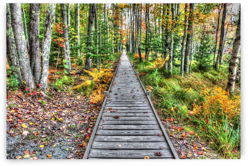 Wooden boardwalk to colored autum forest by MVP