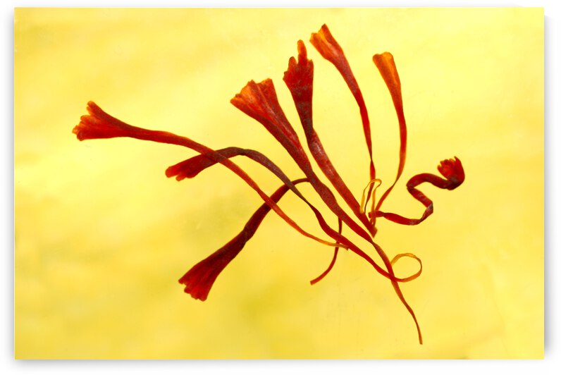 Saffron Still Life by Iris H Richardson
