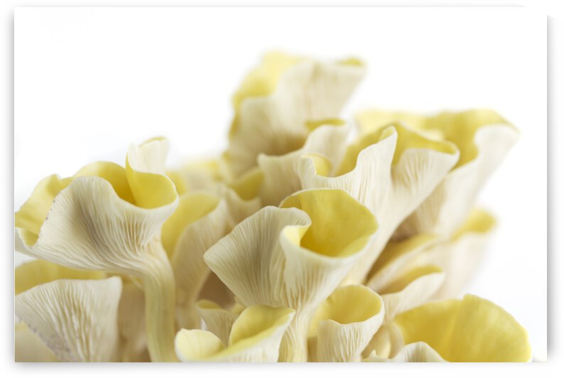 Golden Oyster Mushrooms  Landscape by Iris H Richardson